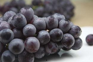 国产葡萄测评视频