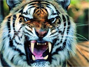 国产老虎110集后续视频,传奇再续，王者归来