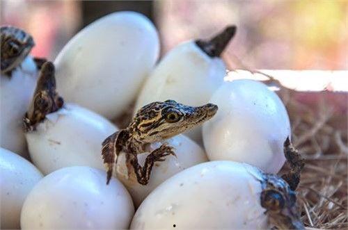 国产大鳄蛋如何孵化视频,国产大鳄蛋孵化全过程揭秘