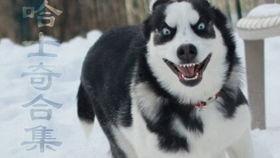 国产狼人搞笑视频,国产搞笑视频里的狼人奇遇记