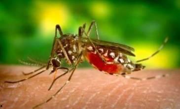 国产蚊子视频播放网站,揭秘蚊子世界的趣味与奥秘