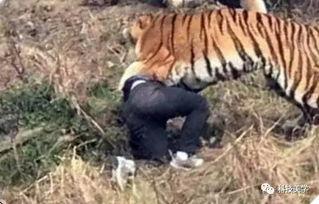 国产老虎120集解说视频,揭秘神秘国宝的传奇故事