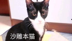 国产女人与动物视频播放,揭秘隐秘角落的伦理争议