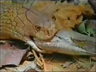 国产大蟒蛇差评视频,揭秘真实养殖与市场现状