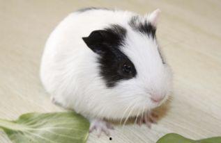 国产豚鼠聪明吗视频播放,聪明程度令人惊叹